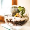 SUCULENTAS Y CACTUS - Imagen 4