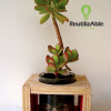 SUCULENTAS Y CACTUS - Imagen 2